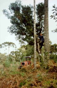 Domingos Bernardi Neto